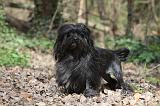 PETIT CHIEN LION 301